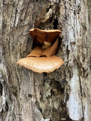 Gymnopilus
