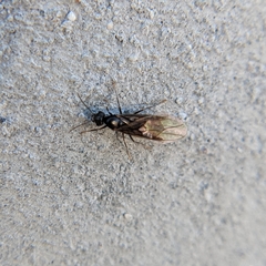 Lasius