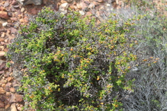 Drosanthemum parvifolium