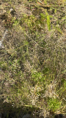 Eragrostis minor