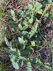 Richardia brasiliensis