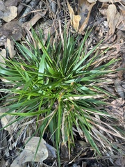 Dichanthelium laxiflorum