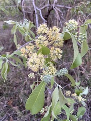 Combretum molle
