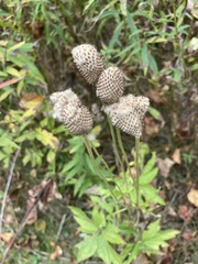 Anemone cylindrica