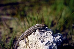 Ophisops elegans basoglui