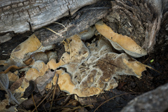 Pseudoinonotus dryadeus