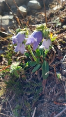 Campanula barbata
