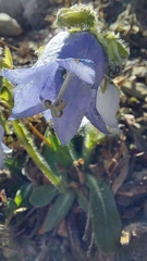 Campanula barbata