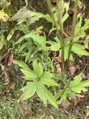 Anemone cylindrica