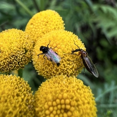 Dilophus stigmaterus