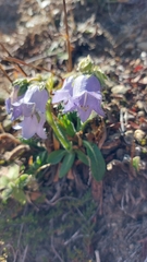 Campanula barbata