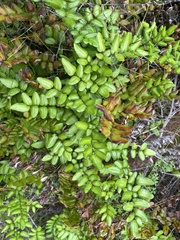 Pellaea pteroides