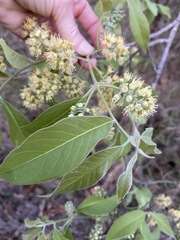 Combretum molle