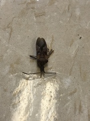 Leptoglossus clypealis