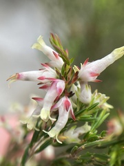 Erica lutea