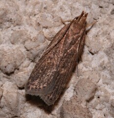 Helcystogramma triannulella