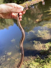 Thamnophis saurita saurita