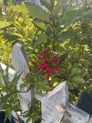 Weigela florida