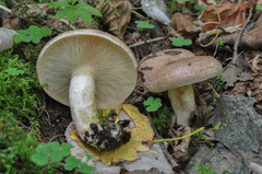 Lactarius uvidus
