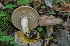 Lactarius uvidus