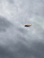 Pseudotephritina