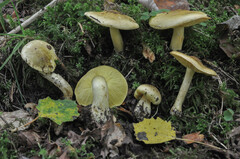 Tricholoma frondosae