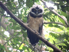 Pulsatrix perspicillata