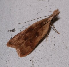 Dichomeris derasella