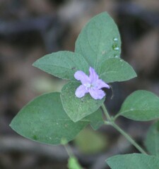 Ruellia drummondiana