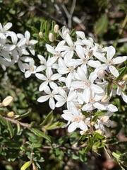 Philotheca hispidula