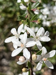 Philotheca hispidula