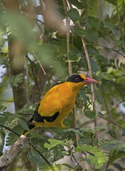 Oriolus chinensis