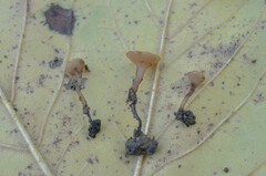 Sclerotinia