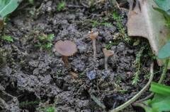 Sclerotinia