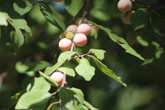 Prunus mexicana