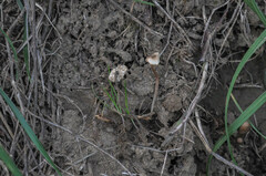 Crinipellis scabella