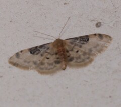 Idaea filicata