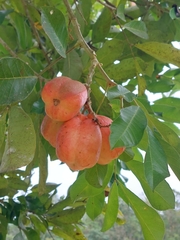 Blighia sapida