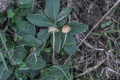 Mycena olivaceomarginata