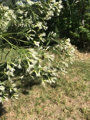 Baccharis halimifolia