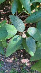 Viburnum rhytidophyllum