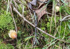 Calostoma lutescens