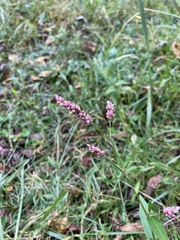 Persicaria longiseta