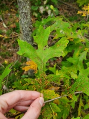 Quercus palustris