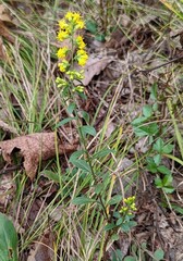 Solidago erecta