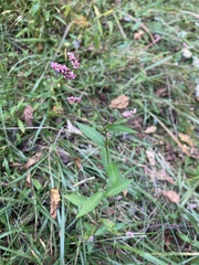 Persicaria longiseta