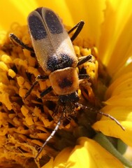Chauliognathus omissus