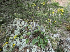 Solidago arguta