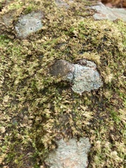 Scytinium lichenoides