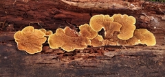 Pseudomerulius curtisii